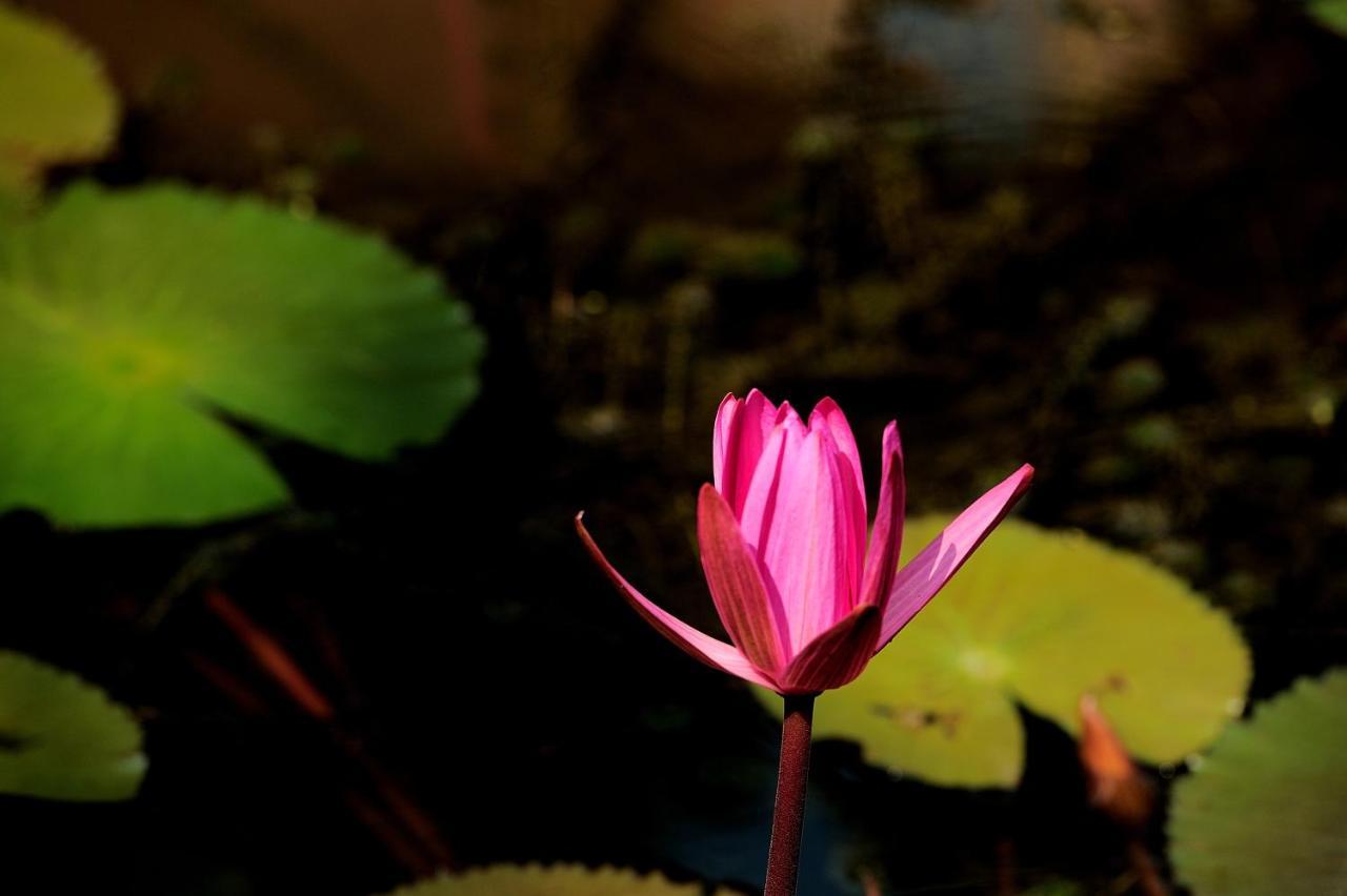 Suankaew Art Cottage Ban Tha Sai Dış mekan fotoğraf